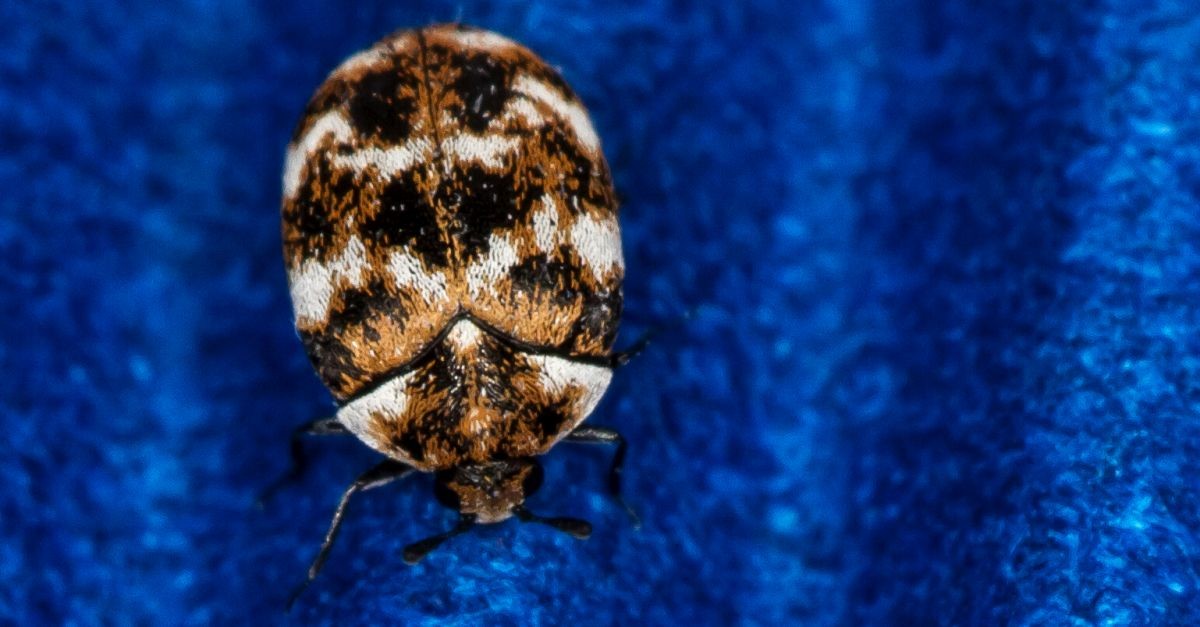 un coleottero dei tappeti su sfondo blu  un coleottero dei tappeti su sfondo blu