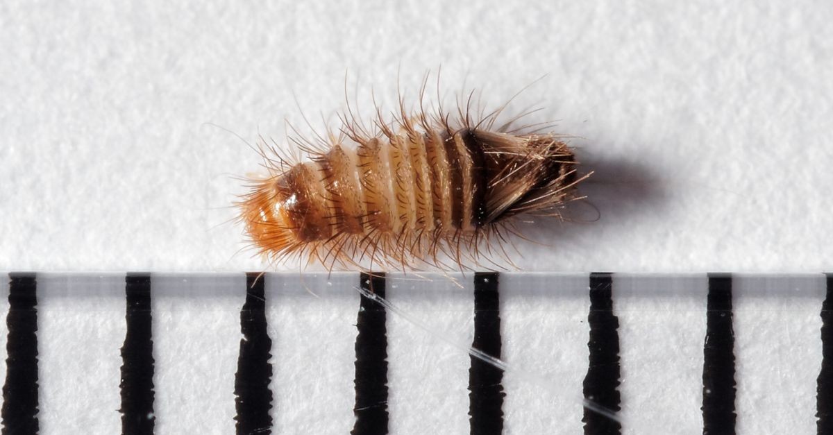 Una larva di coleottero dei tappeti  Una larva di coleottero dei tappeti