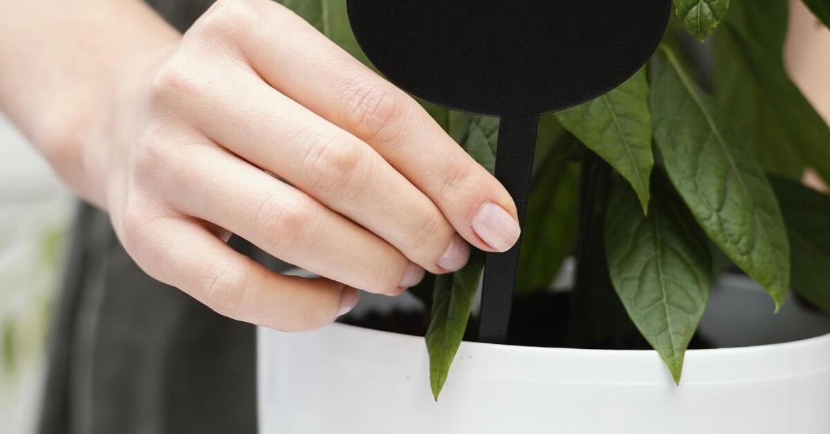 vaso irrigato con sensore