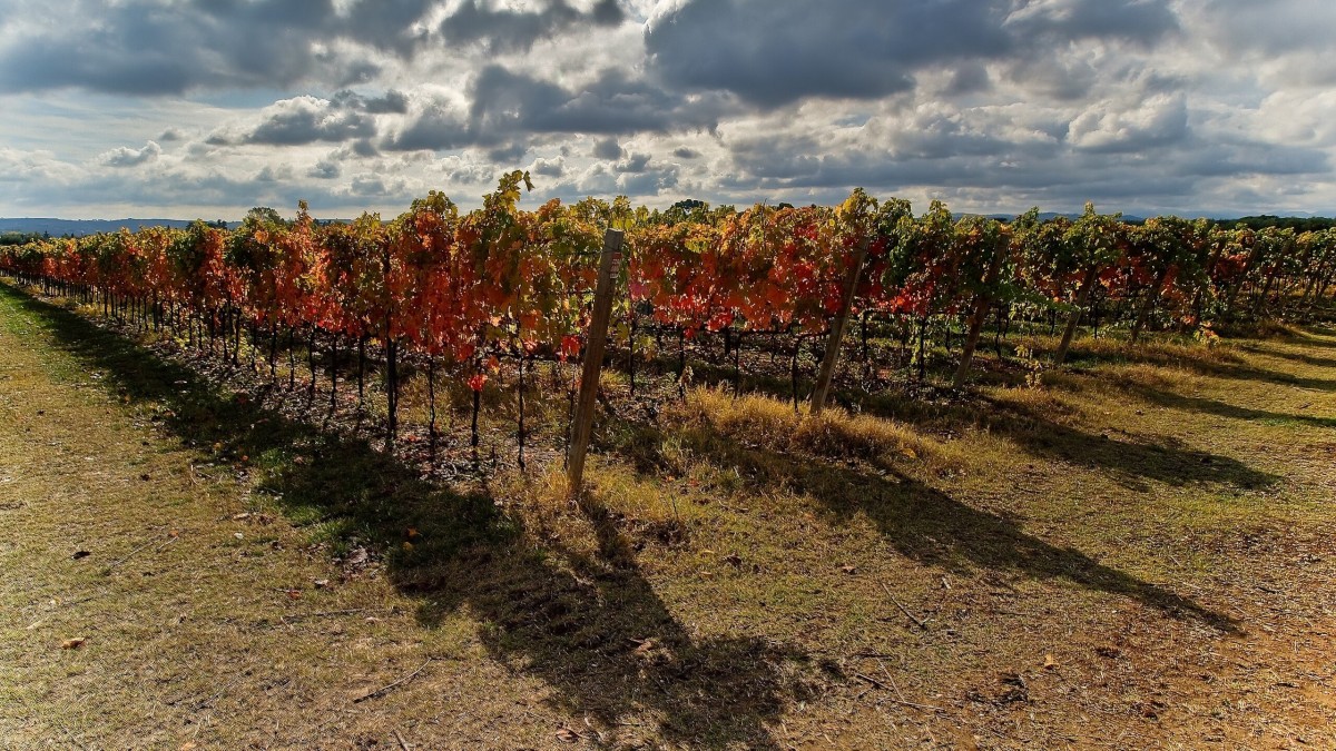 vini tipici marchigiani