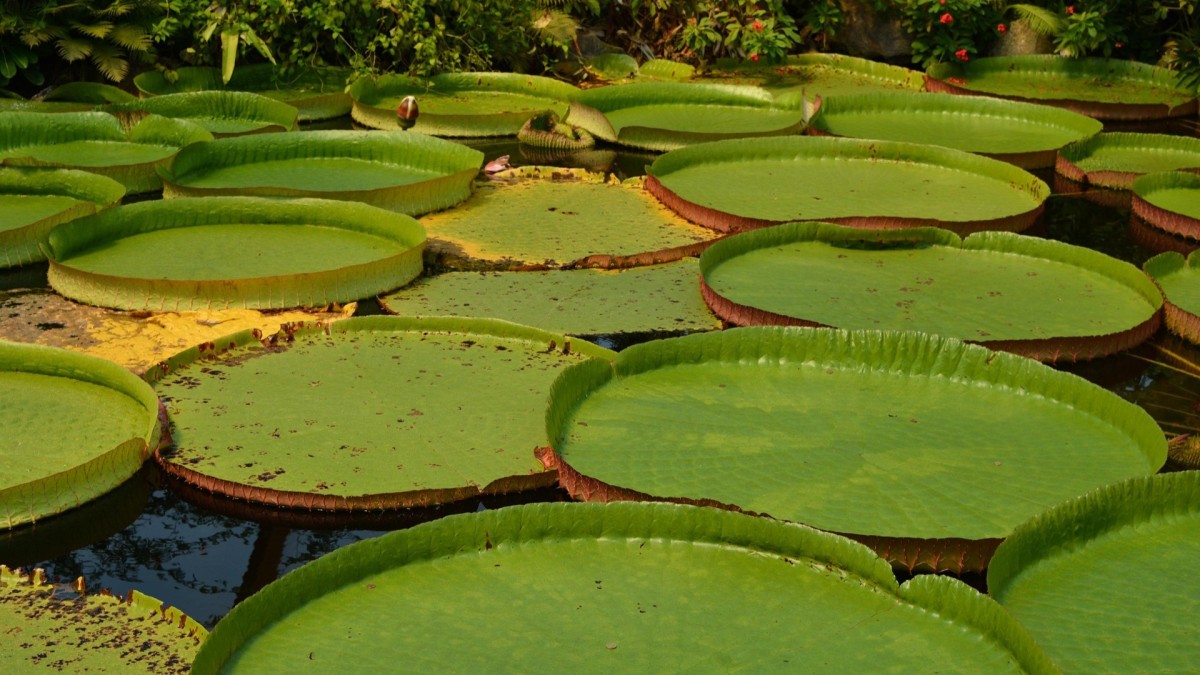 victoria amazonica