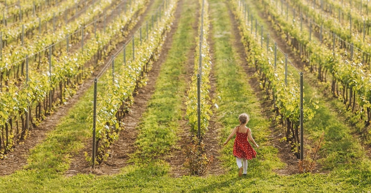 Una vigna con una bambina