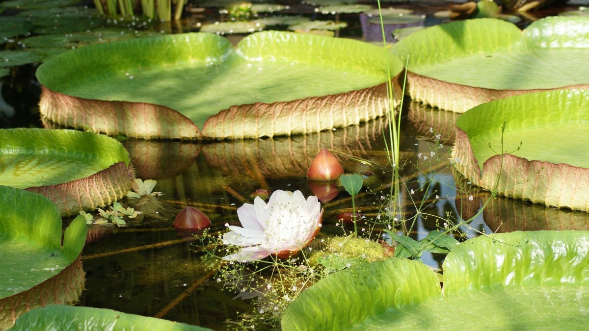 victoria amazonica