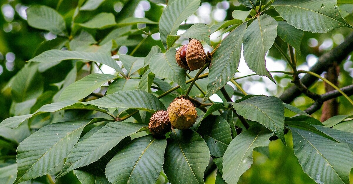 Il particolare di un ramo di noce