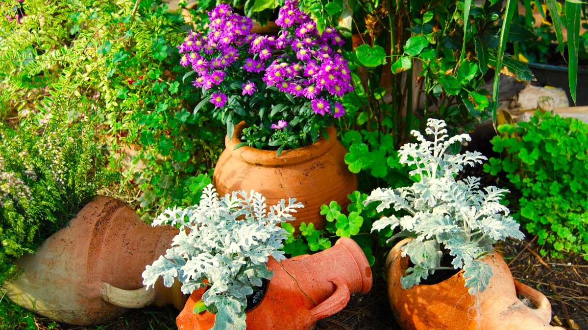 vaso terracotta fiori