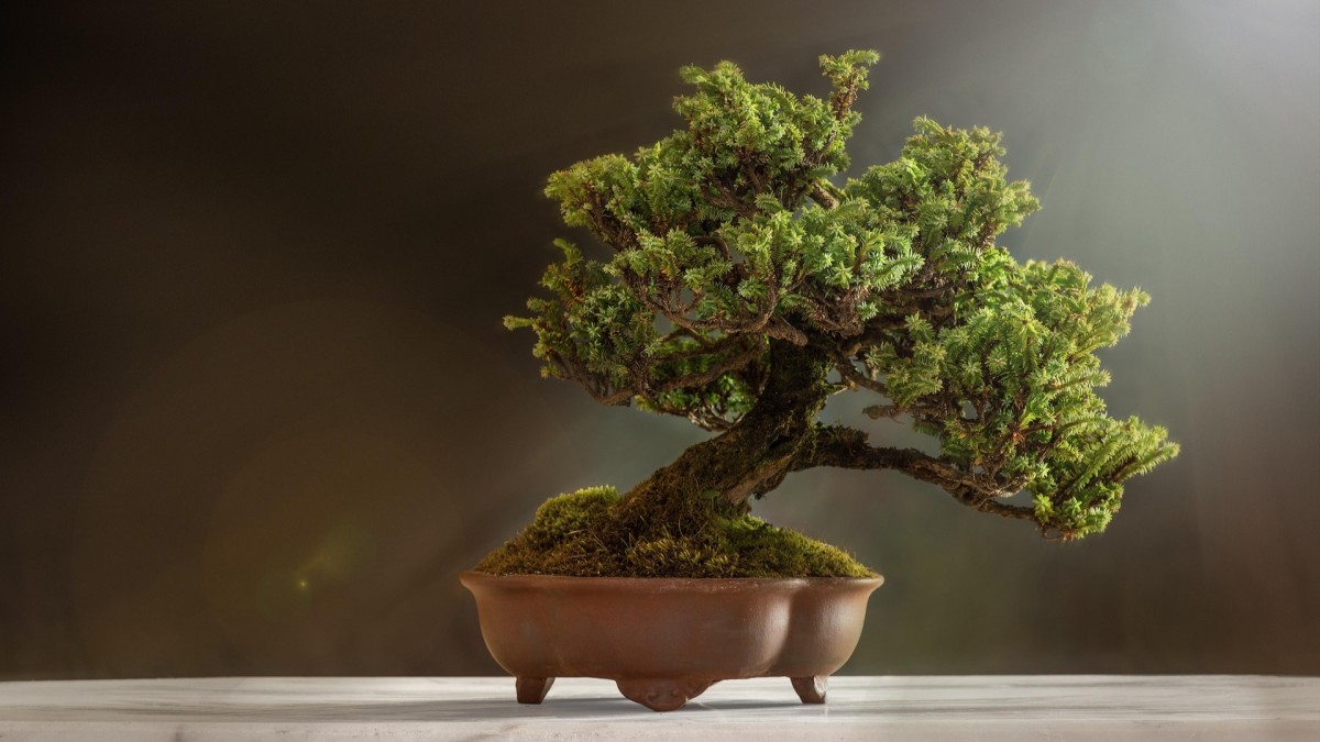 bonsai ulivo coltivazione