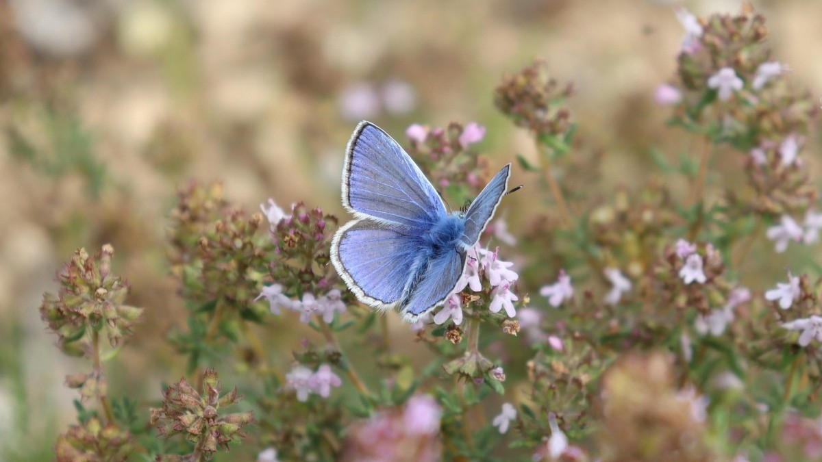 come coltivare il timo in casa