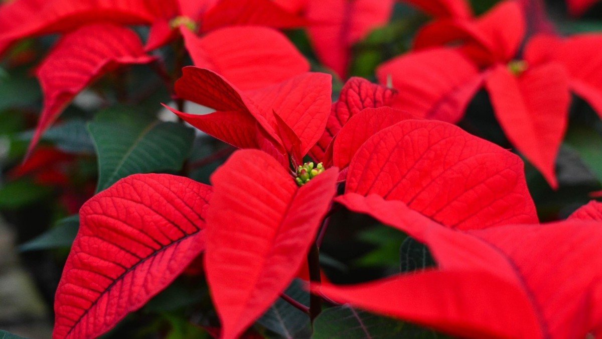 poinsettia euphorbia