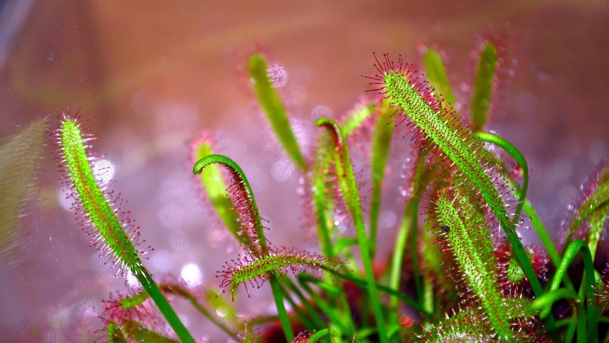 coltivare la drosera