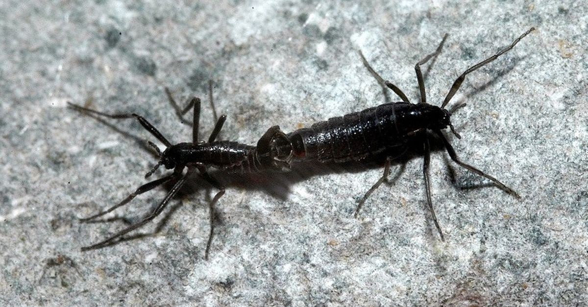 due esemplari di Belgica antarctica 