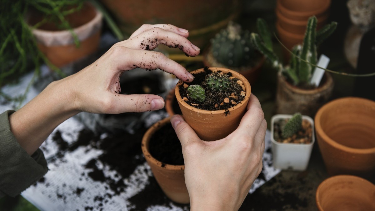 trasportare le piante trasloco