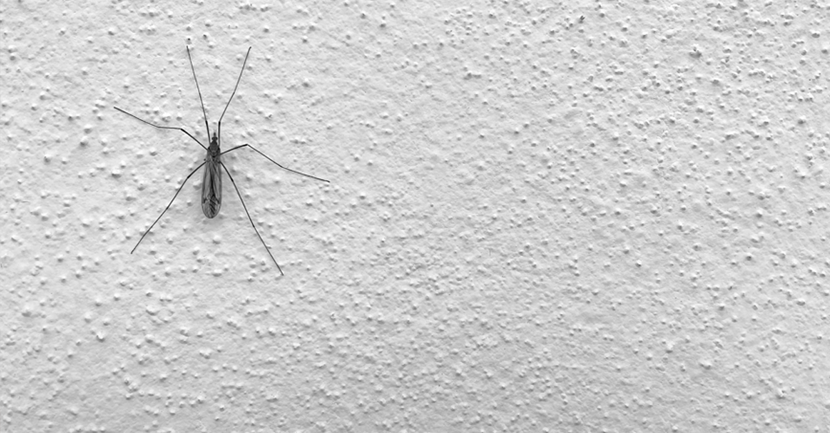 Una zanzara su una parete