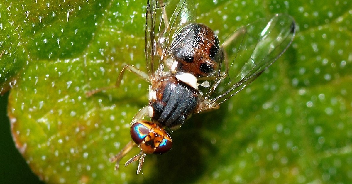 Sia caolino che zeolite sono strumenti efficaci per contrastare la mosca olearia