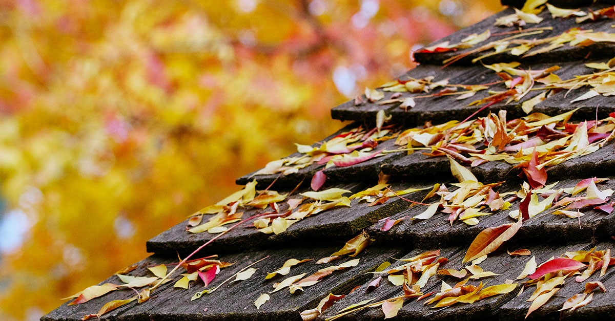 Foglie sul tetto
