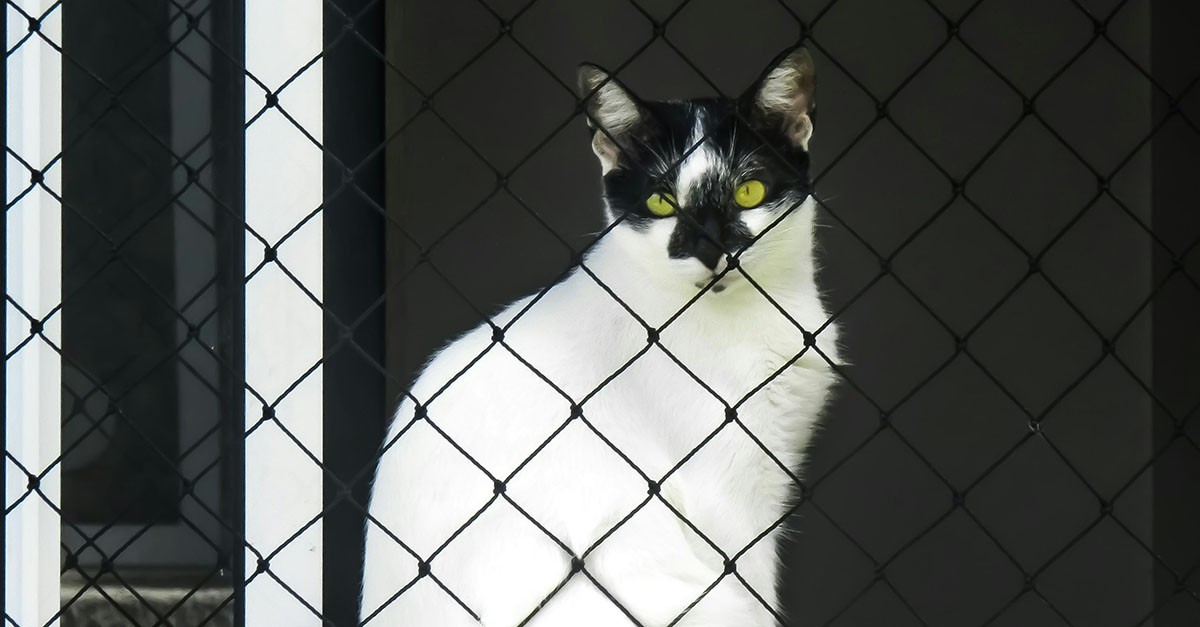 Rete per il gatto sulla finestra