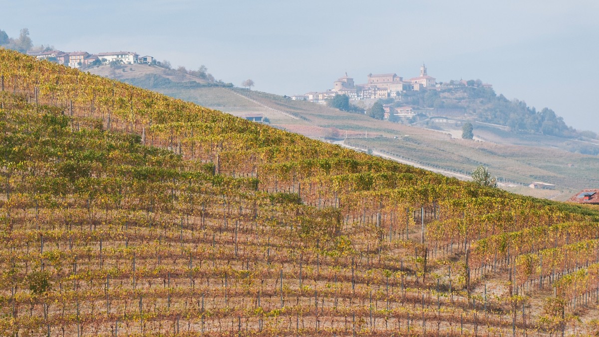 migliori vini piemontesi