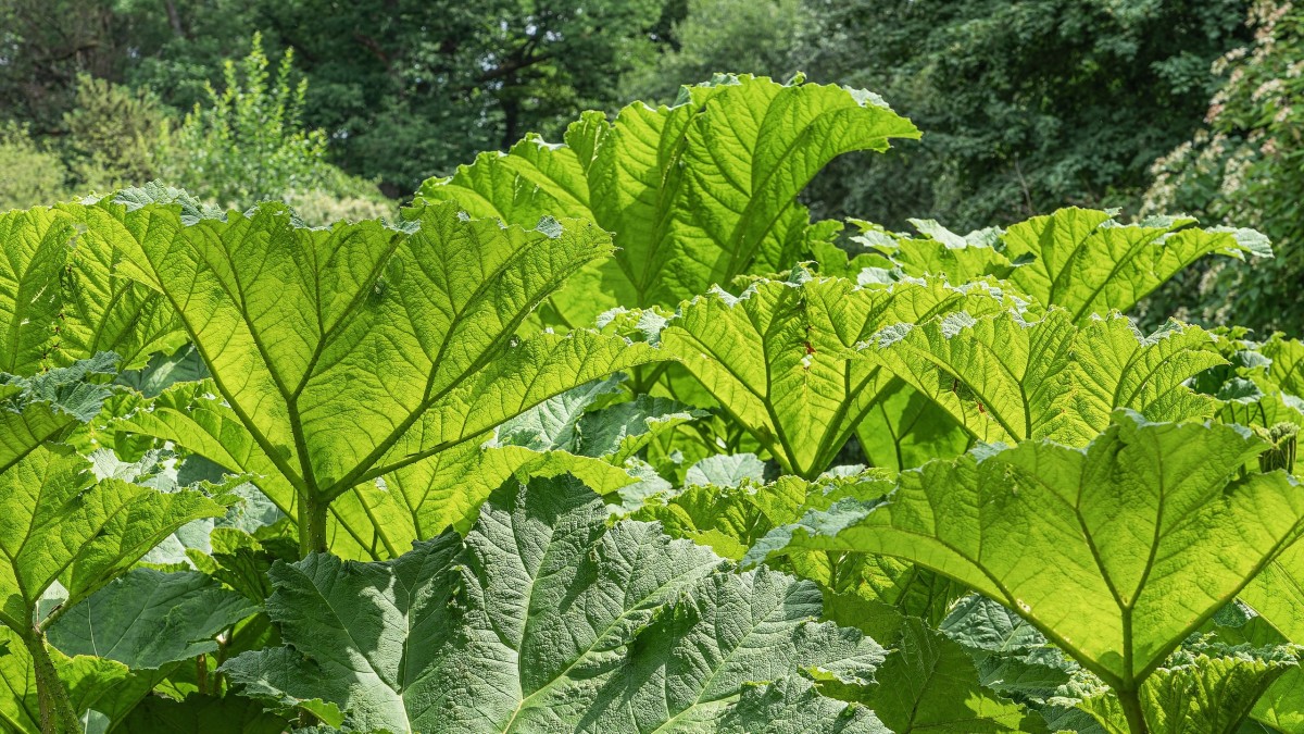 gunnera manicata