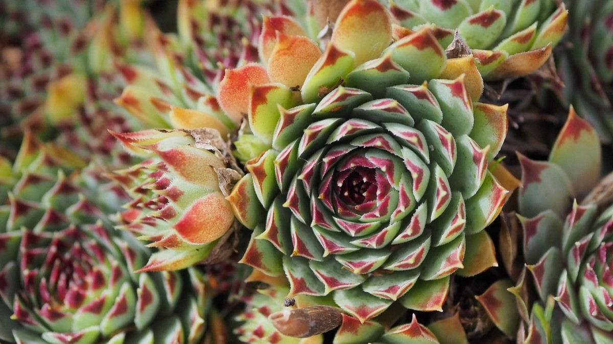 semprevivi piante