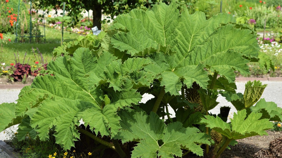 gunnera manicata