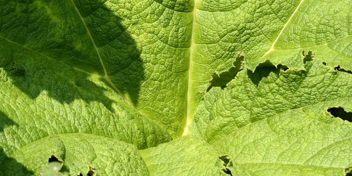 gunnera manicata