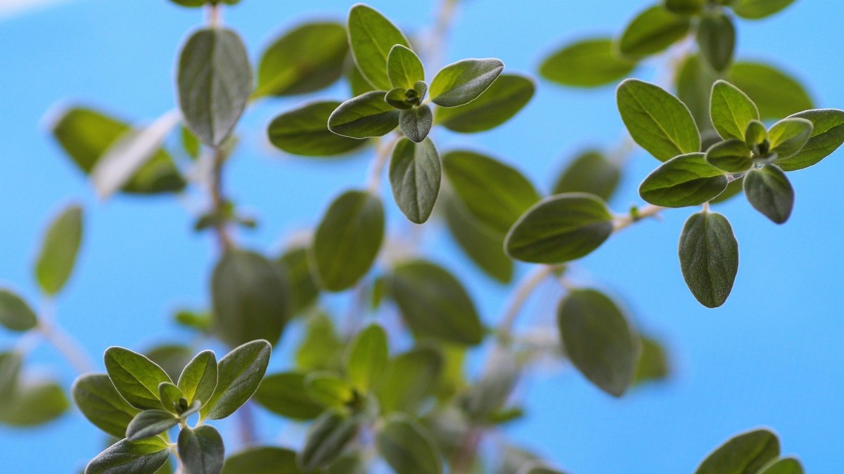 maggiorana in casa