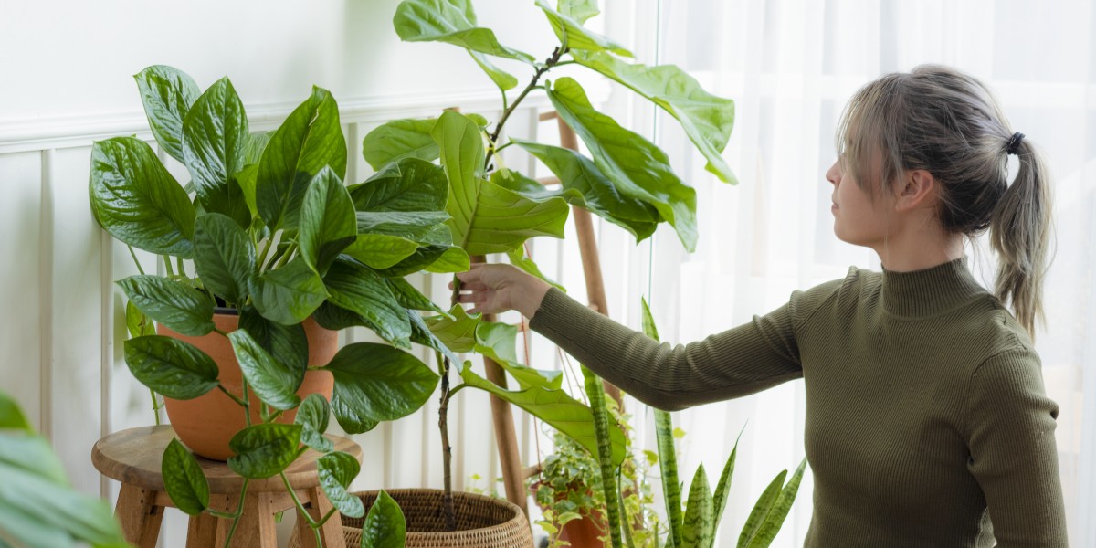 piante vere o finte in casa