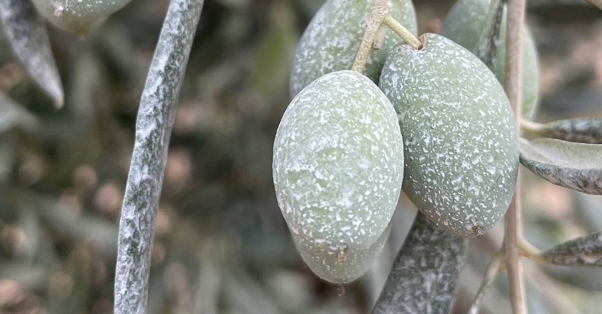 Delle olive trattate con caolino