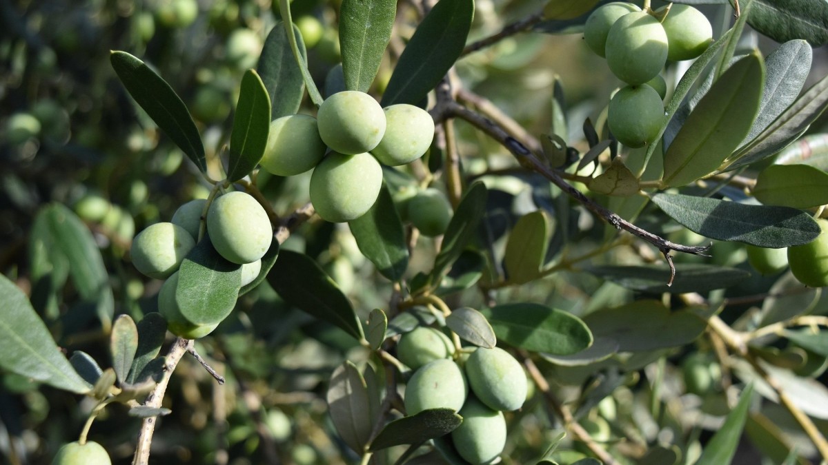 bonsai ulivo coltivazione