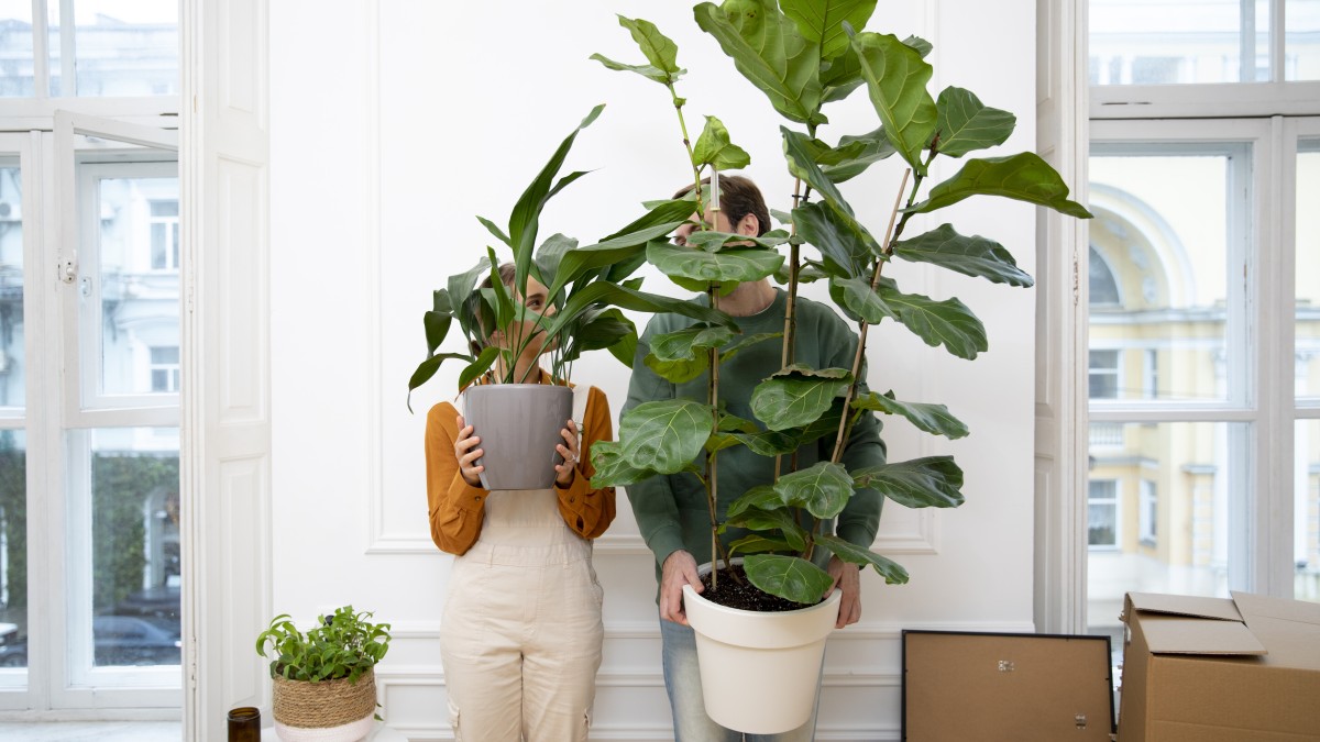 piante vere o finte in casa