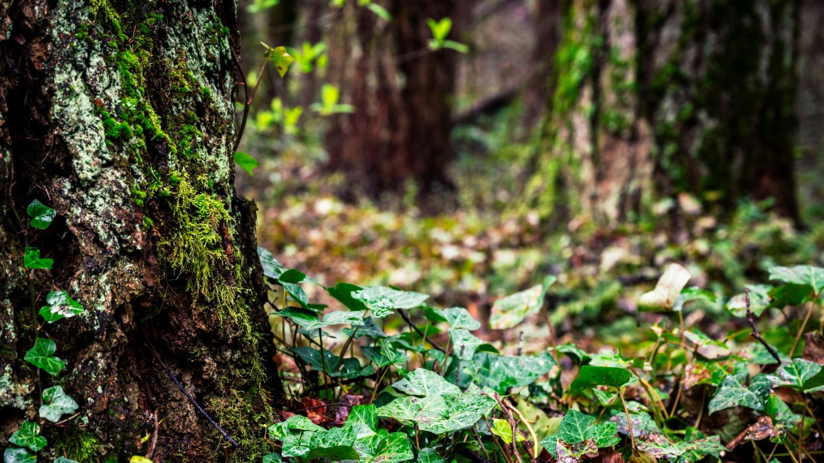 licheni tronco degli alberi