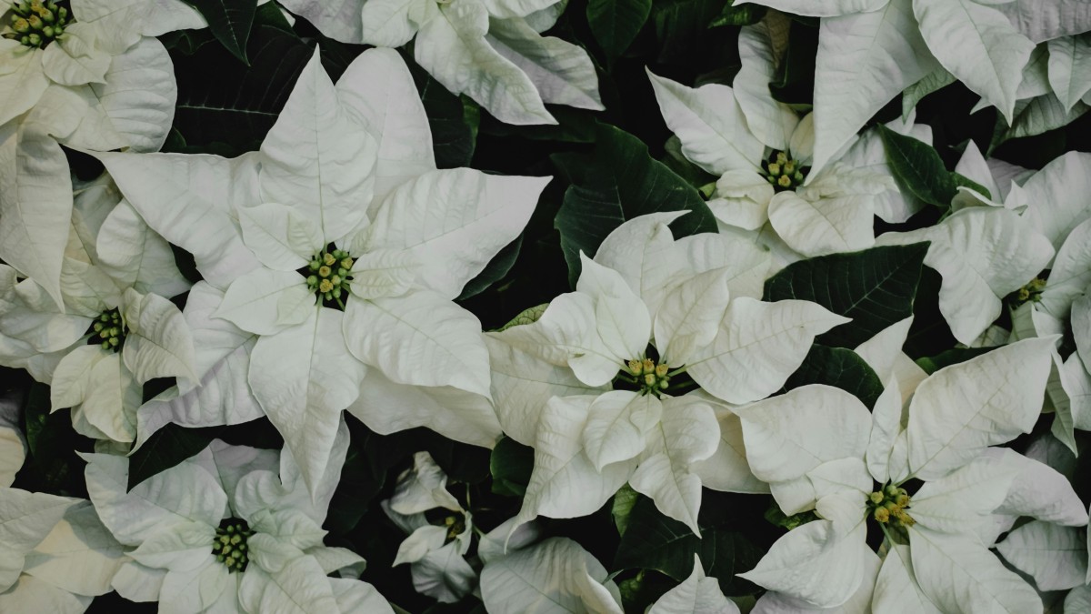 poinsettia euphorbia