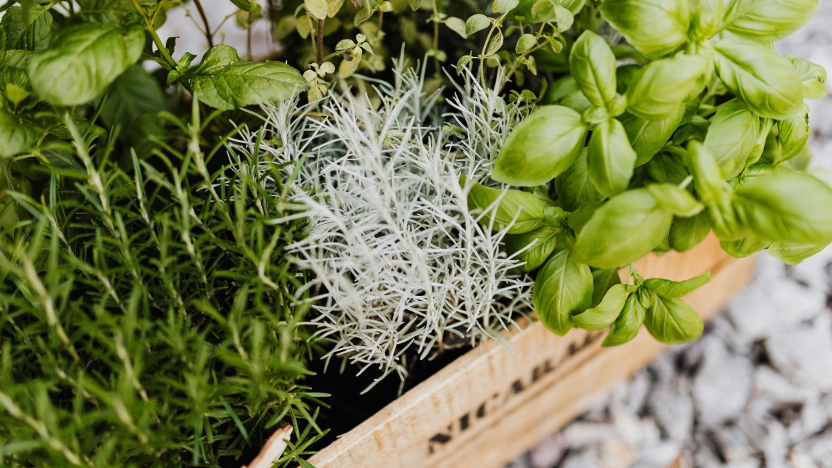 come coltivare il timo in casa