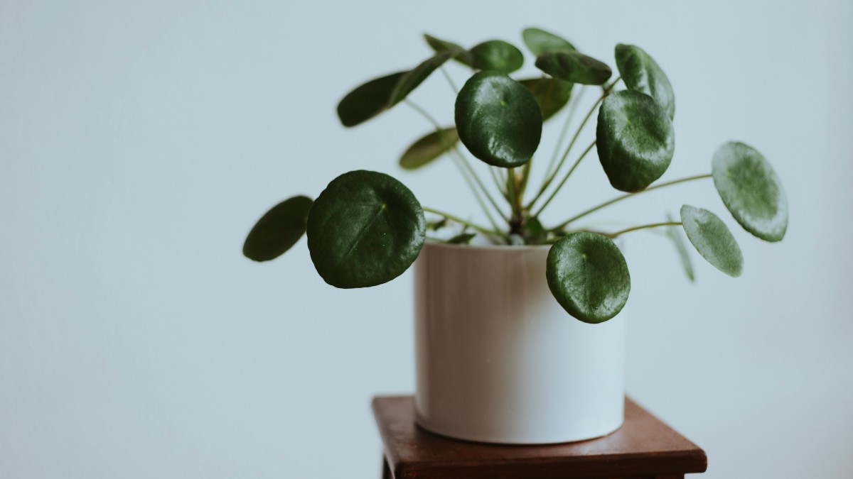 pilea peperomioides