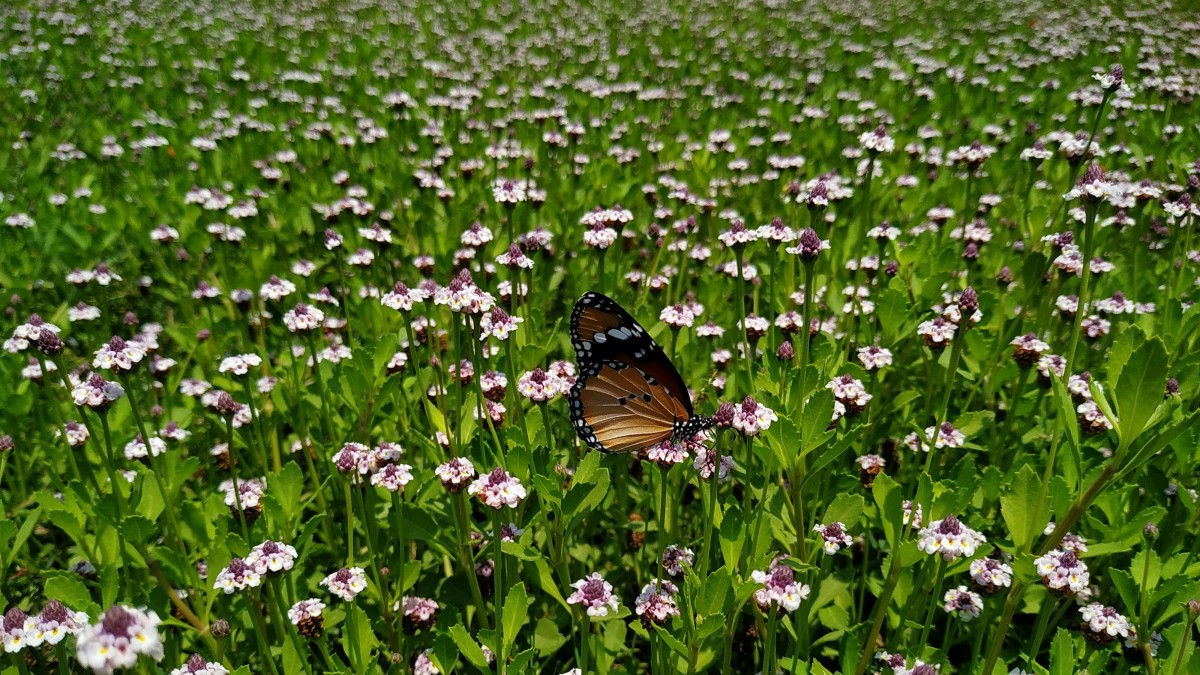 lippia nodiflora prato