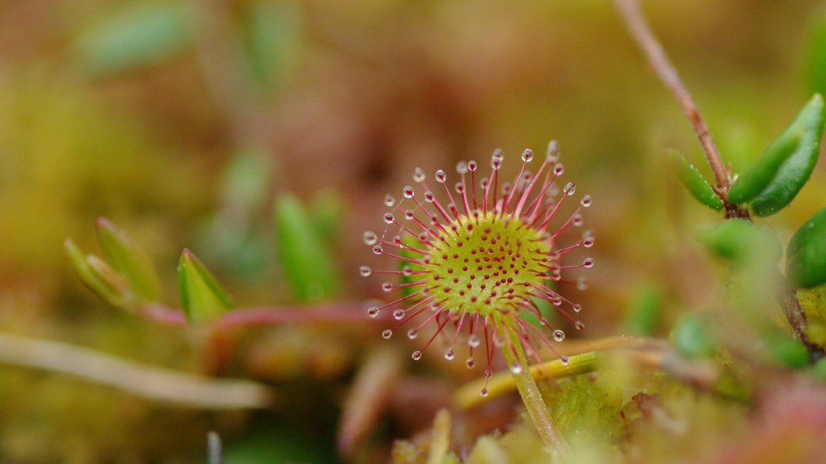coltivare la drosera