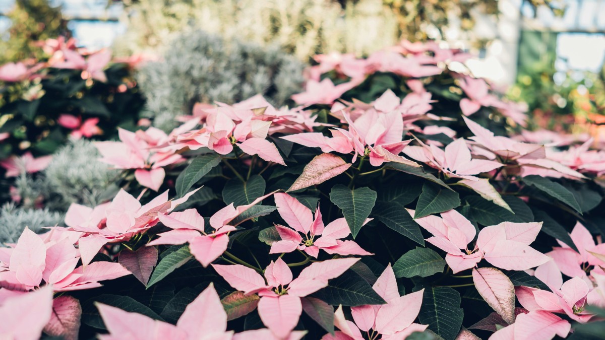 poinsettia euphorbia