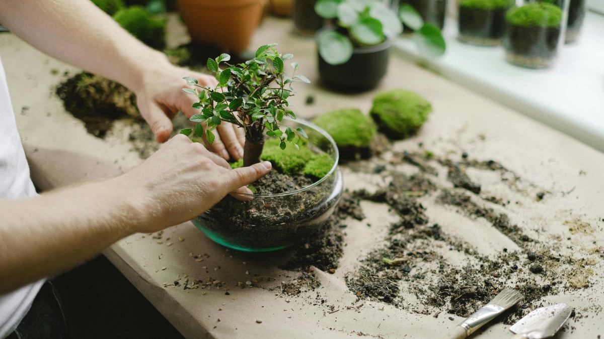 bonsai ulivo coltivazione