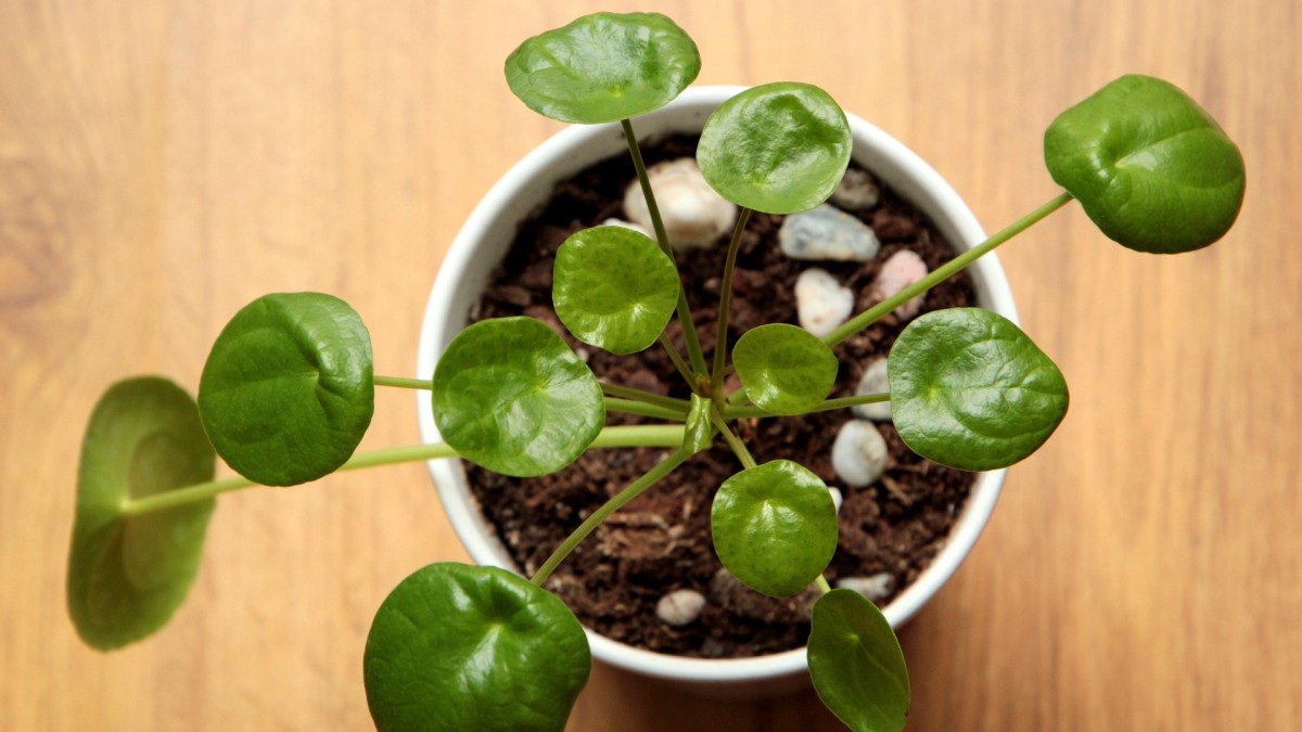 pilea peperomioides