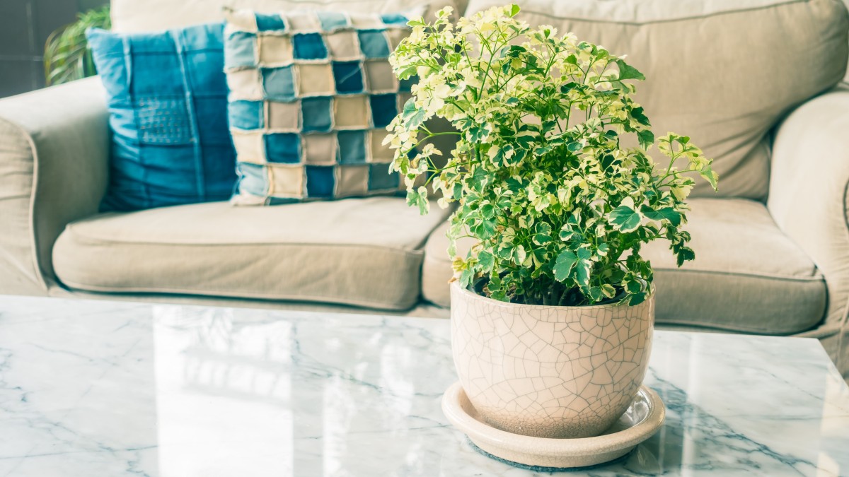 piante vere o finte in casa