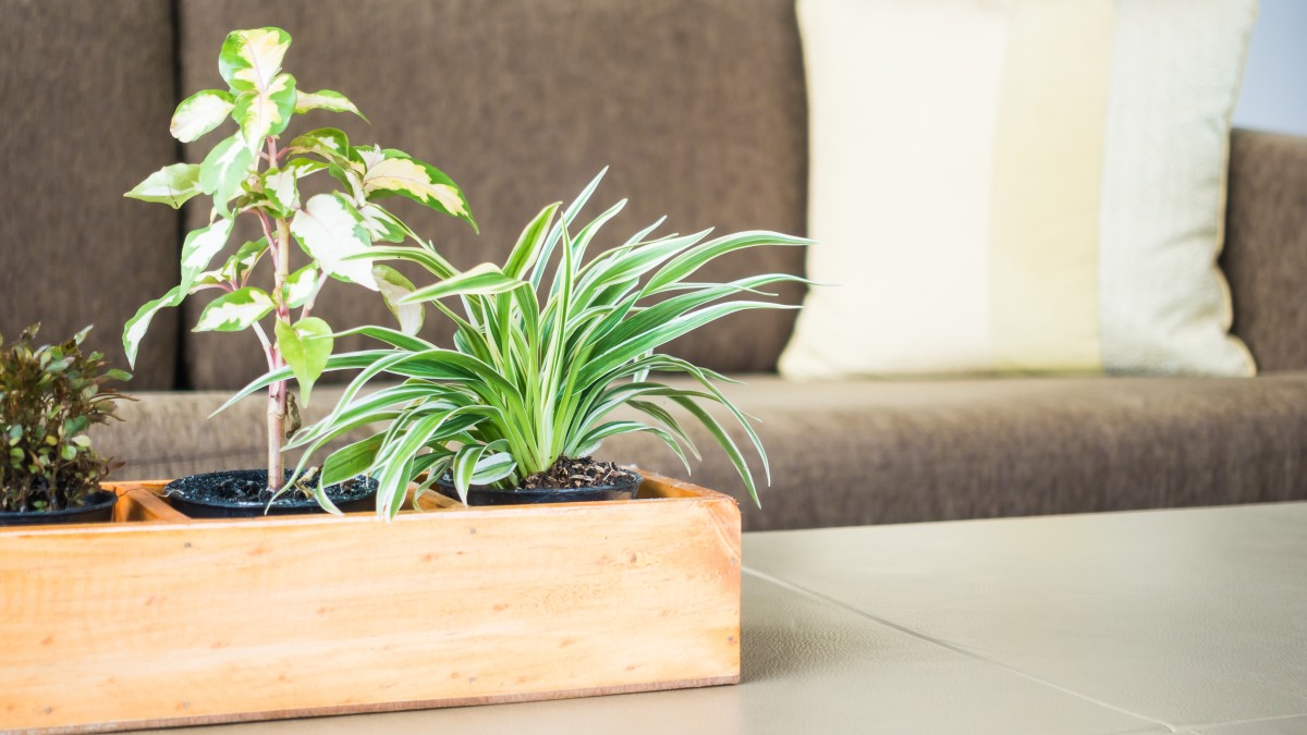 piante vere o finte in casa
