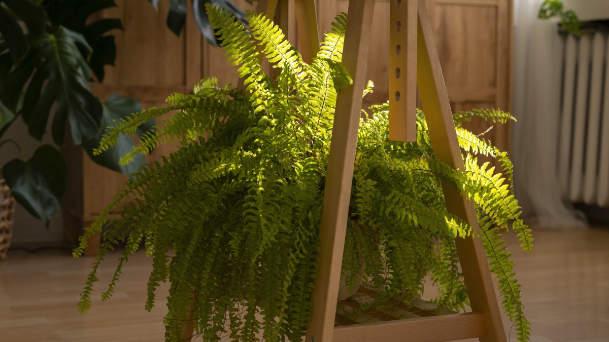 piante vere o finte in casa