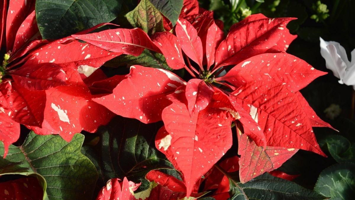 poinsettia euphorbia