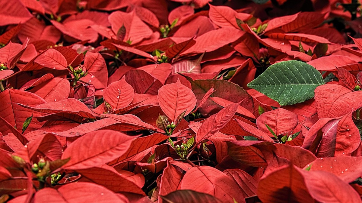 poinsettia euphorbia