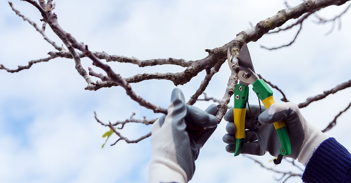 Potatura degli alberi