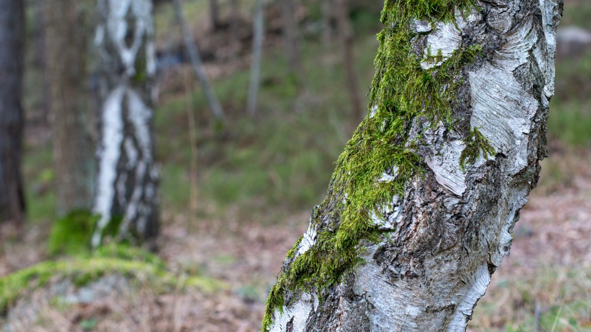 licheni tronco degli alberi