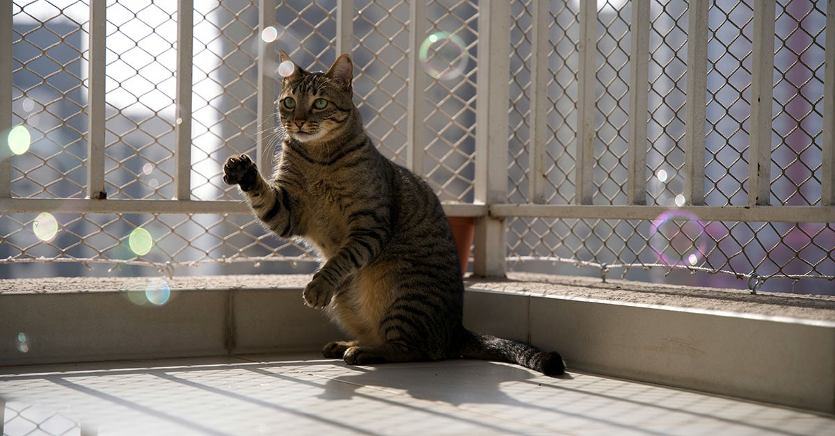 Rete per il gatto sul balcone