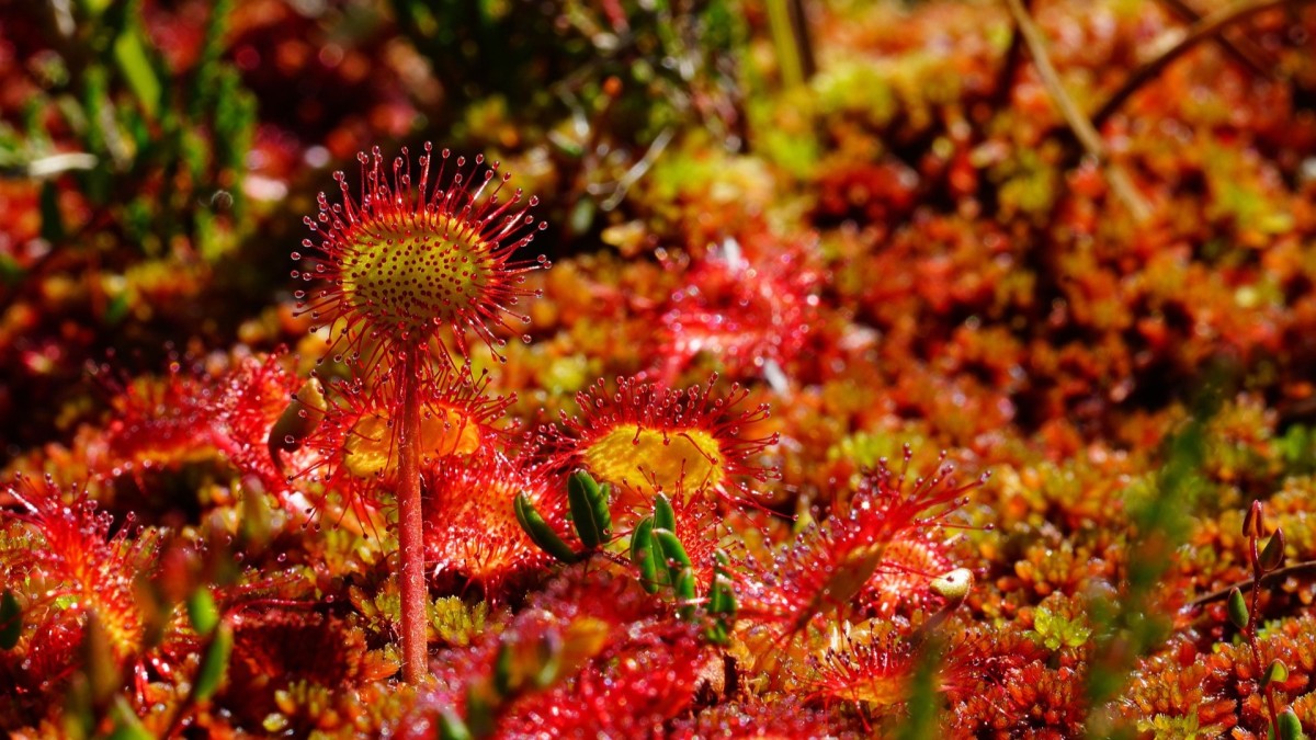 coltivare la drosera
