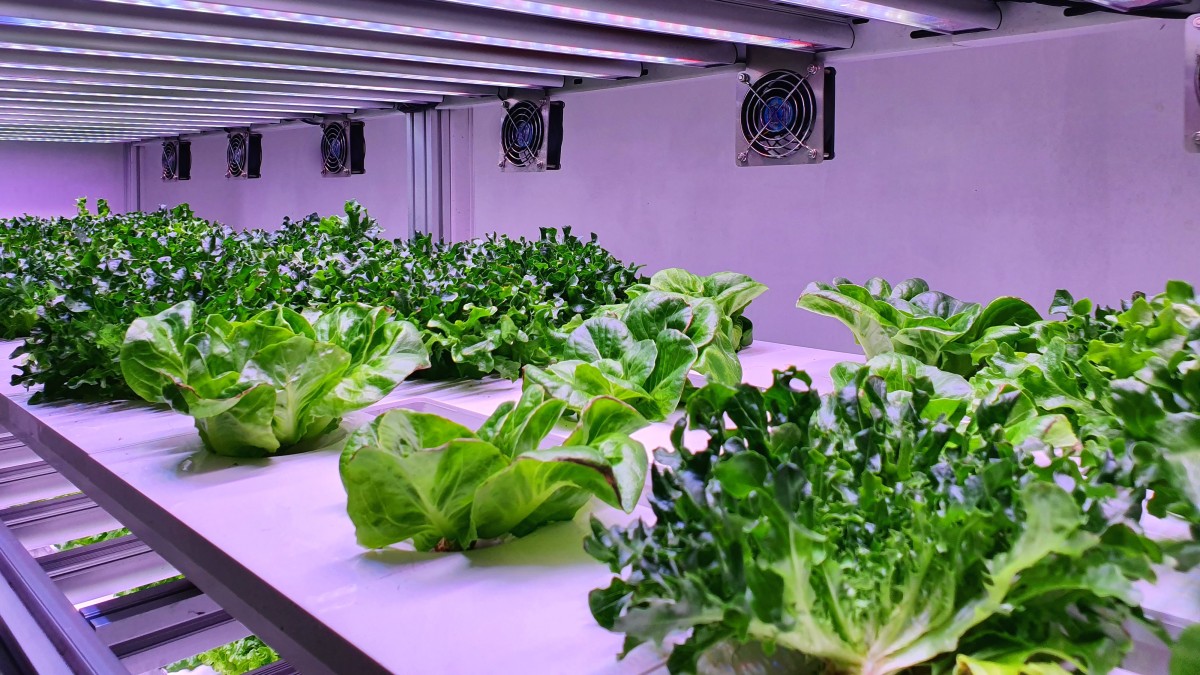 luce artificiale piante