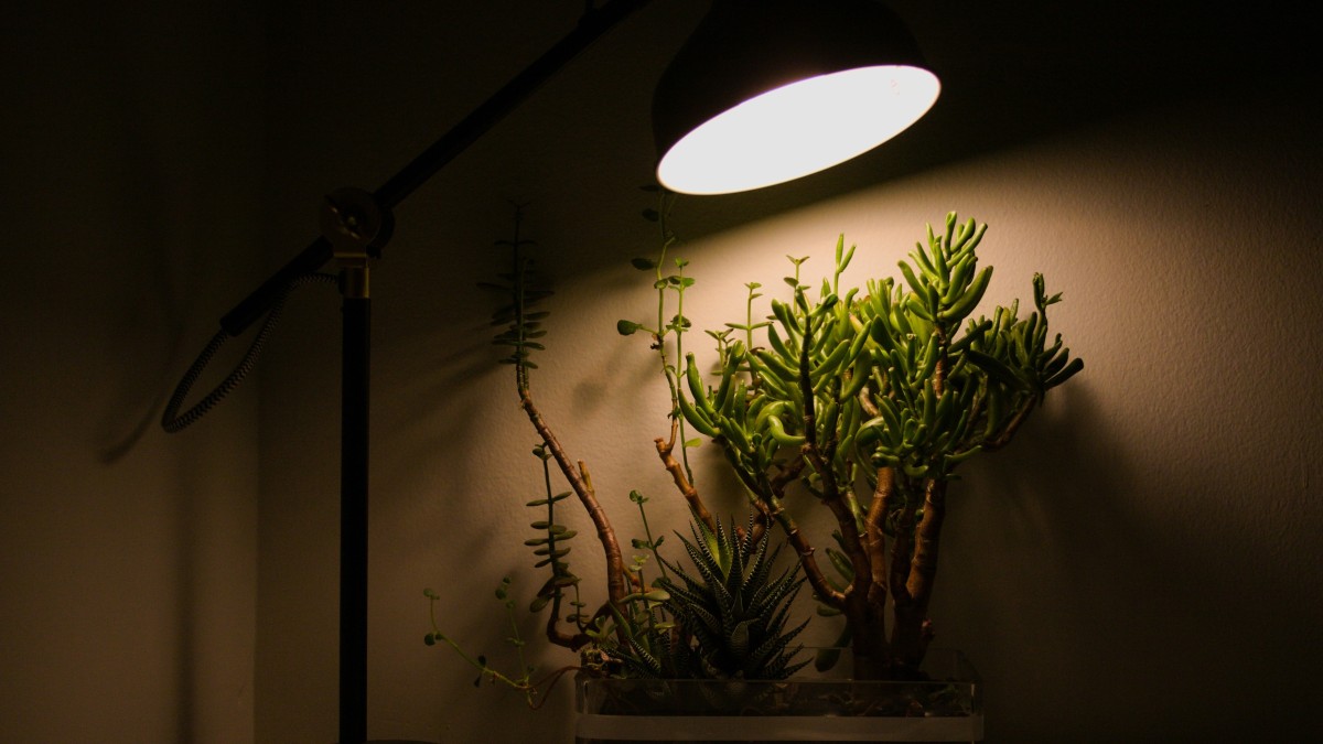 luce artificiale piante