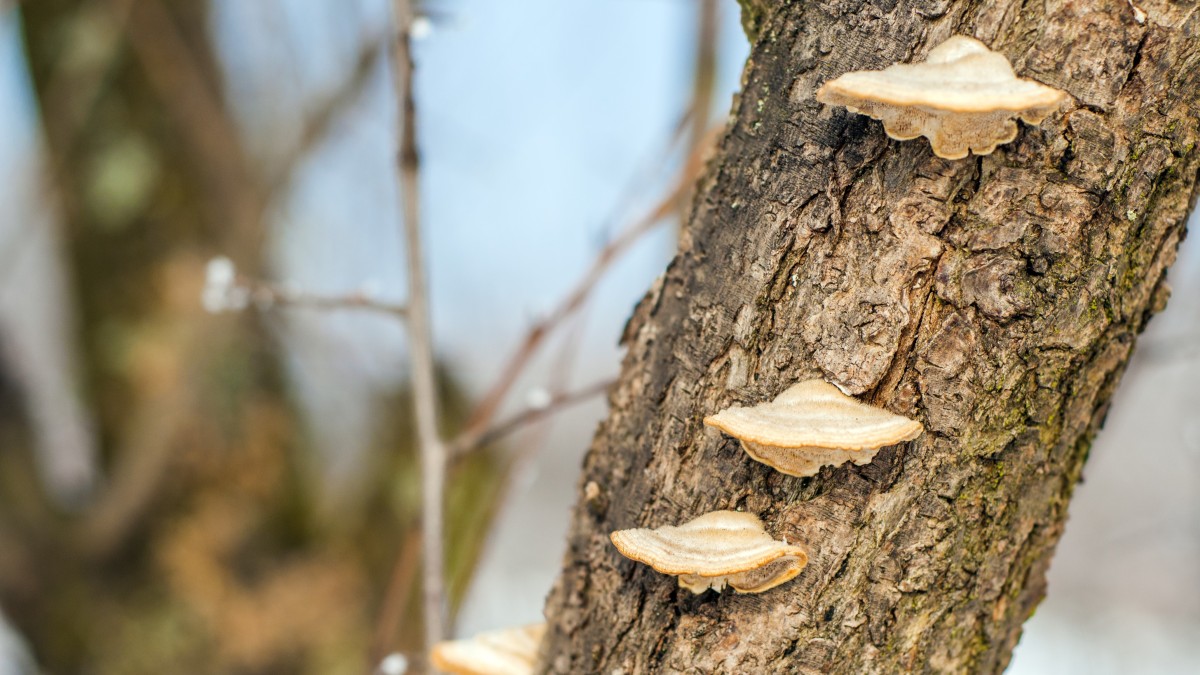 licheni tronco degli alberi